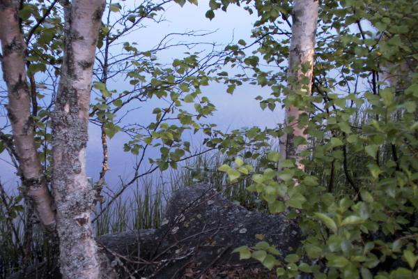 Some birch trees standing in the grass beside the foggy water of a small lake. The lake is really an old abandoned sandpit with a small stream flowing through, refreshing the water. Slumpvik, Korsholm. 