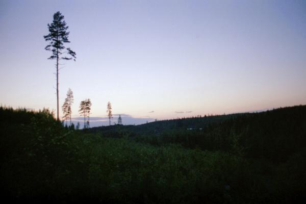 Pine Trees on the Horizon. A