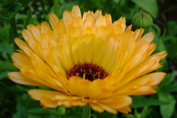 Close up photo of an orange and yellow Pot Marigold in our Garden