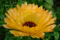 Close up photo of a Pot Marigold we had outside the greenhouse one year.